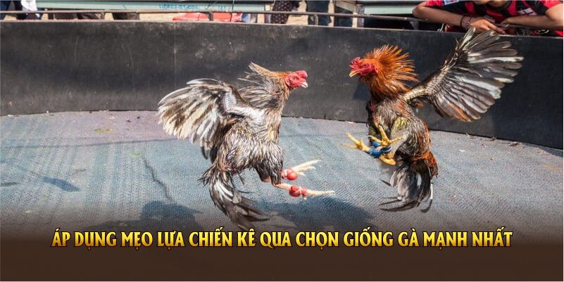 Nên áp dụng mẹo lựa chiến kê qua chọn giống gà mạnh nhất 