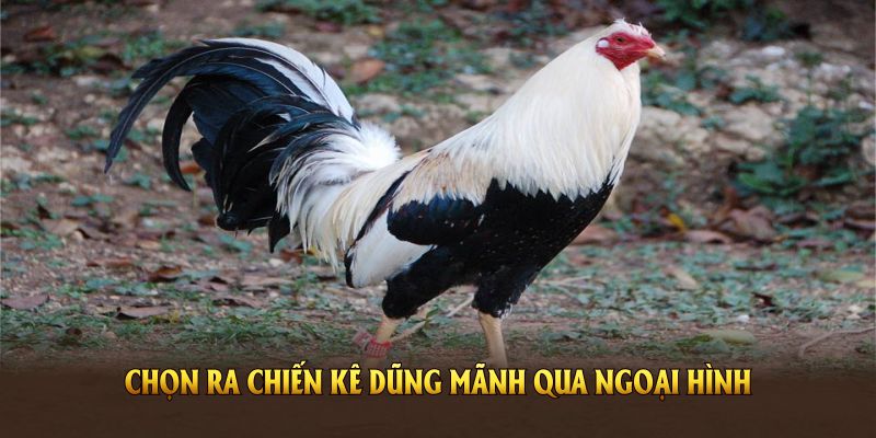 Cũng có thể chọn ra chiến kê dũng mãnh qua ngoại hình 