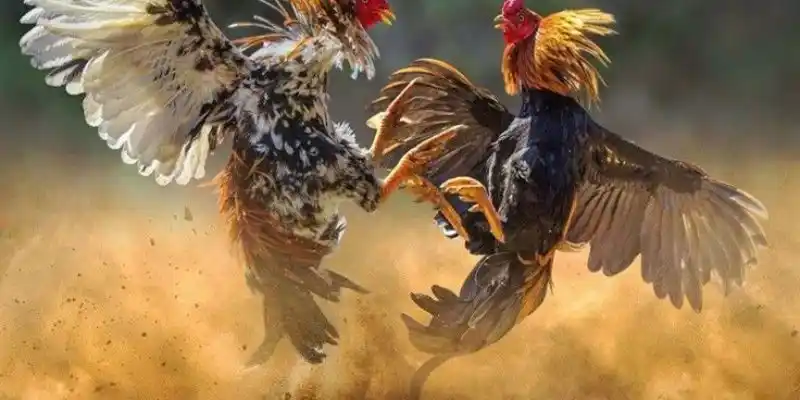 Giới thiệu đôi nét về cách chơi đá gà Thomo