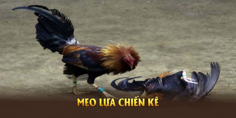 Mẹo lựa chiến kê qh88