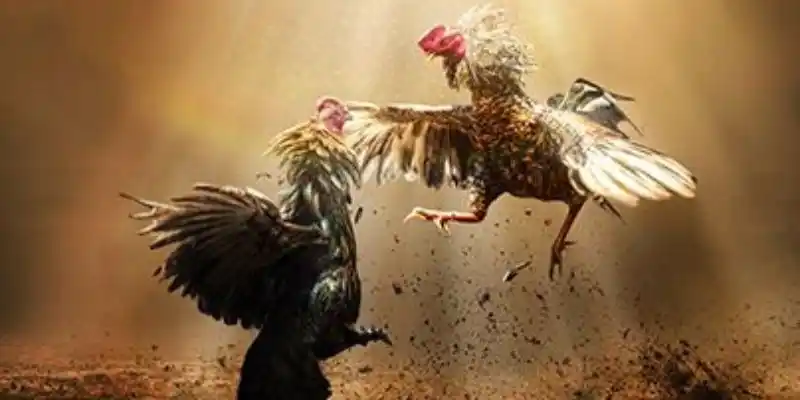 Những quy định khi tìm hiểu về cách chơi đá gà Thomo