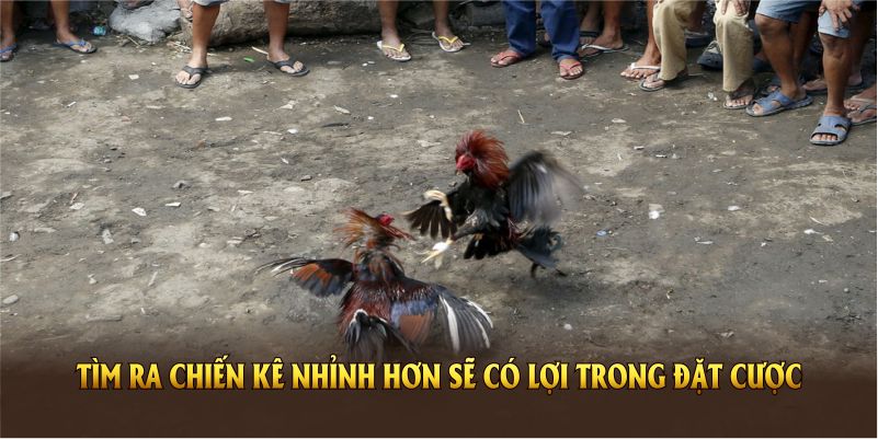 Việc tìm ra chiến kê nhỉnh hơn về thực lực sẽ có lợi trong đặt cược 